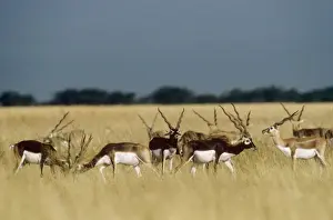 Blackbuck - bachelor herd Velavadar Blackbuck National Park, Gujarat, India