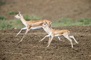 Antilope Gallery: Blackbuck female