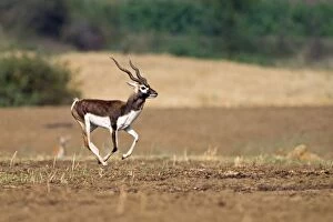 Antilope Gallery: Blackbuck male