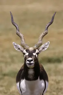 Antelopes Prints: Blackbuck - male