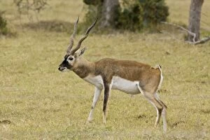 Blackbuck originated mainly in India but have been introduced and now occur in the wild in the thousands