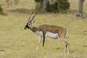 Blackbuck originated mainly in India but have been introduced and now occur in the wild in the thousands Blackbuck originated mainly in India but have been introduced and now occur in the wild in the thousands