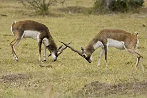 Blackbuck Prints: Blackbuck - originated mainly in India but have been introduced and now occur in the wild in the thousands