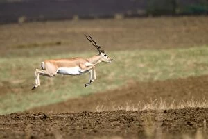 Antilope Gallery: Blackbuck young male running