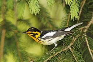 Images Dated 31st May 2006: Blackburnian Warbler