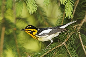 Images Dated 31st May 2006: Blackburnian Warbler