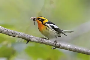 Blackburnian Warbler