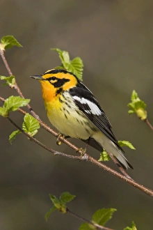 Images Dated 26th May 2007: Blackburnian Warbler