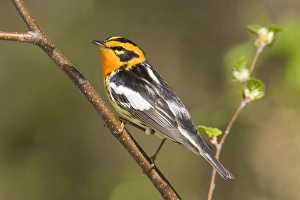 Images Dated 26th May 2007: Blackburnian Warbler