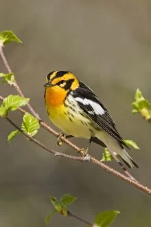 Images Dated 26th May 2007: Blackburnian Warbler
