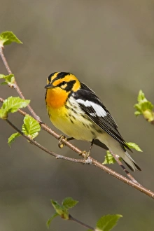 Images Dated 26th May 2007: Blackburnian Warbler - Maine USA - May