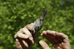 Atricapilla Gallery: Blackcap - captured in netting so it can be ringed