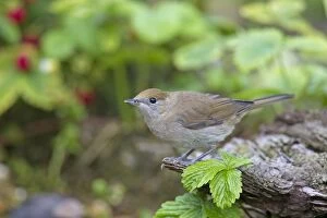 Images Dated 28th June 2015: Blackcap female