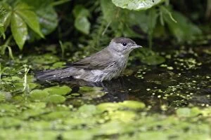 Blackcap - female bathing in garden pond