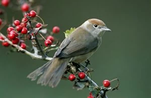 Blackcaps Collection: Blackcap - Female with berries of hawthorn