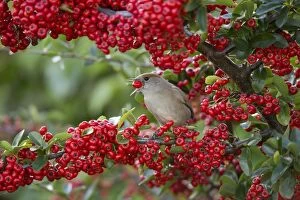 Images Dated 3rd November 2014: Blackcap female eating Pyracantha berries