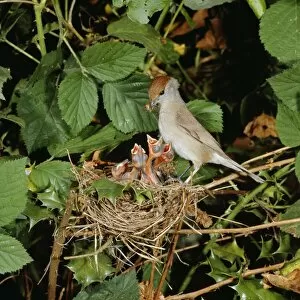 BLACKCAP - female feeding chicks at nest