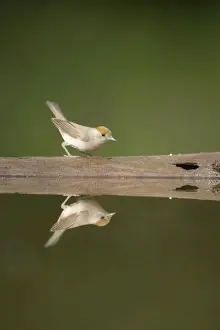 Blackcap Prints: Blackcap - Female at forest pool Sylvia atricapilla Hungary BI015714