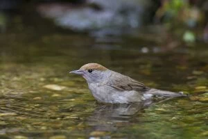 Passerine Bird Gallery: Blackcap female water Blackcap adult female bathing Ger
