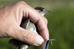 Images Dated 24th May 2005: Blackcap - having ring put on leg