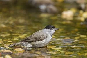 Images Dated 28th June 2015: Blackcap male bathing