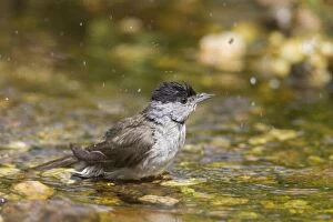 Images Dated 28th June 2015: Blackcap male bathing