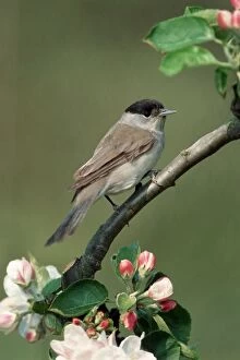 Blackcaps Collection: Blackcap male on branch with apple blossoms