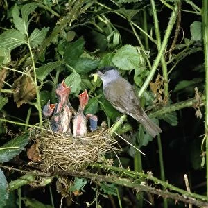 Blackcap - male feeding young at nest
