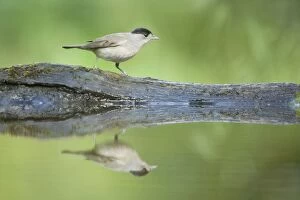 Blackcaps Collection: Blackcap - male at forest drinking pool Sylvia atricapilla Hungary BI19612