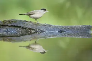 Hungary Prints: Blackcap - male at forest drinking pool Sylvia atricapilla Hungary BI19612