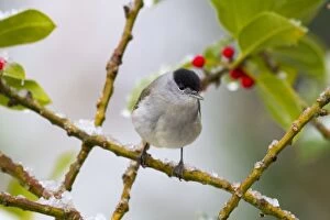 Blackcap - male - on holly - winter