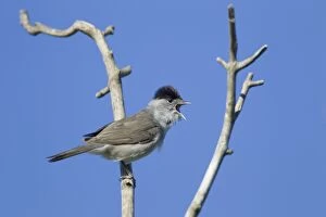 Images Dated 27th May 2013: Blackcap - male singing in Spring