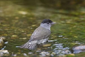 Passerine Bird Gallery: Blackcap male water Blackcap adult male bathing Germany