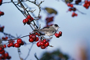 Images Dated 1st September 2011: Blackcap - male - winter