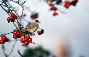 Atricapilla Gallery: BLACKCAP - male in winter, perched in berried bush