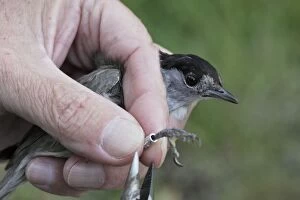 Images Dated 15th May 2007: Blackcap - being ringed