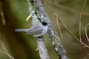 Images Dated 13th September 2005: Blackcap - Winter male, January Oxon, UK