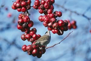 Images Dated 15th December 2004: Blackcap In winter, Somerset, UK