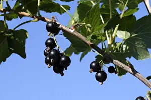 Blackcurrants - fruit on branch