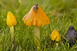 Images Dated 22nd November 2011: Blackening Waxcaps - in various stages - acid grassland