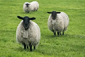 Blackface ewe, Northumberland, England, UK Date: 15-06-2012