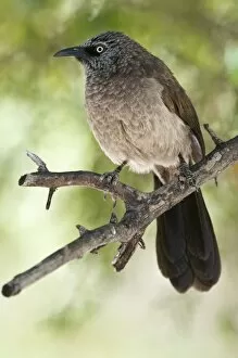 Blackfaced Babbler - perched on branch - uncommon localised resident