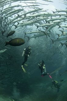 Blackfin Barracuda school with divers