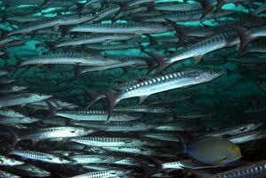 Images Dated 11th December 2008: Blackfin Barracuda school with single Yellowfin