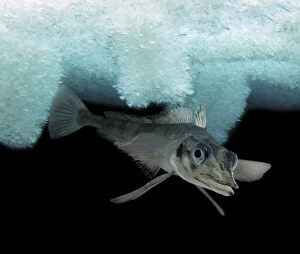 Images Dated 27th November 2019: Blackfin icefish, Chaenocephalus aceratus, swimming under ice. Unlike other vertebrates