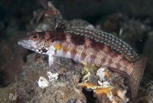 Images Dated 4th September 2007: Blackfin Sandperch perched on rock