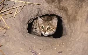 Blackfooted Cat CRH 902 Peering out from hole in termite mound. Aka “Ant-hill Tiger” - Kalahari, Botswana. Felis nigripes © Chris Harvey / ARDEA LONDON