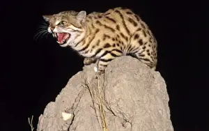 Angry Prints: Blackfooted Cat CRH 905 Snarling on top of termite mound at night