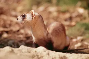 Black Footed Prints: Blackfooted Ferret KF 11623 American west