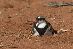 Blackfronted Dotterel incubating a three egg nest Papu